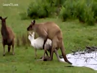 Animal xxx kangaroo banging a sheep